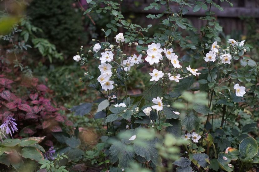  - Septembrie 2019- septembrie 2020