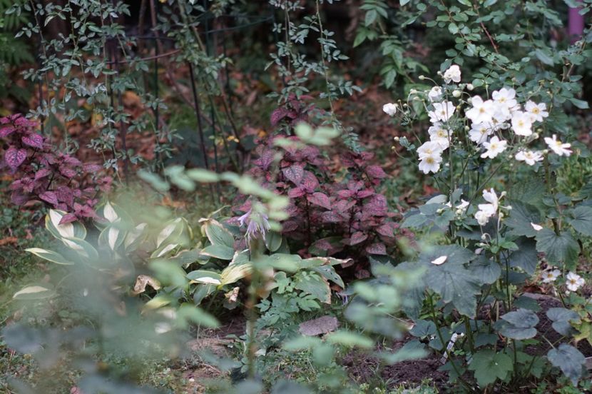  - Septembrie 2019- septembrie 2020