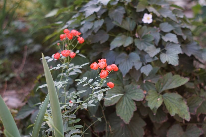  - Septembrie 2019- septembrie 2020