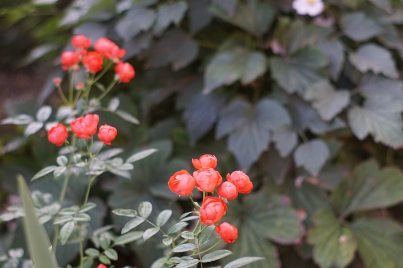  - Septembrie 2019- septembrie 2020