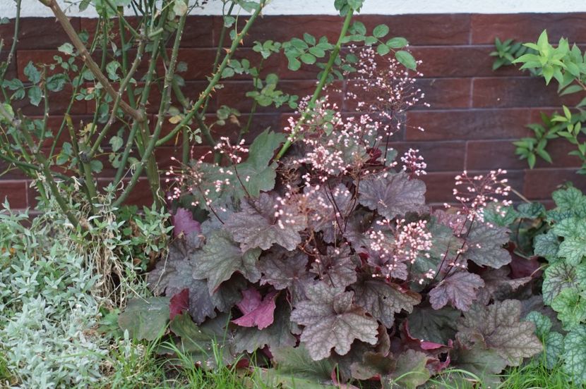  - Septembrie 2019- septembrie 2020