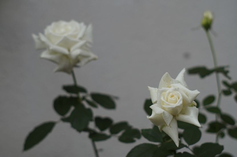  - Septembrie 2019- septembrie 2020