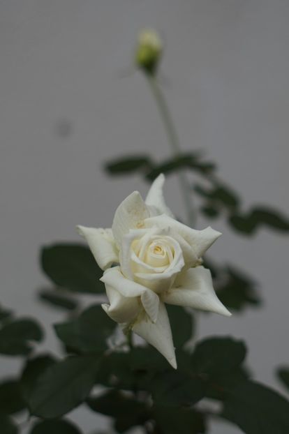  - Septembrie 2019- septembrie 2020