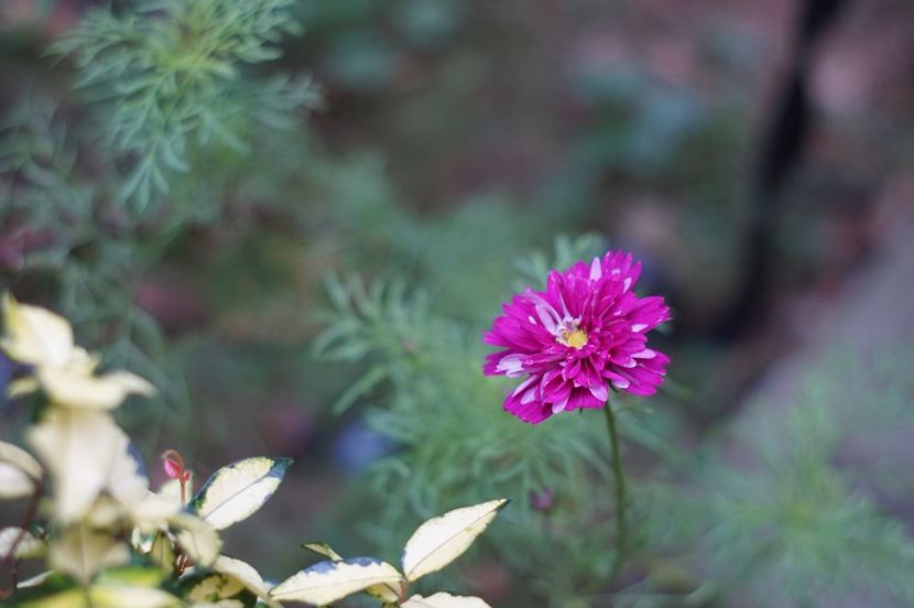  - Septembrie 2019- septembrie 2020