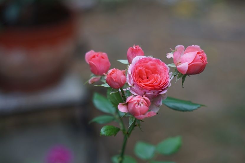  - Septembrie 2019- septembrie 2020