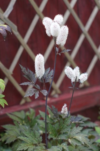  - Septembrie 2019- septembrie 2020