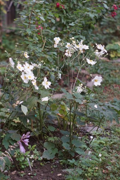  - Septembrie 2019- septembrie 2020