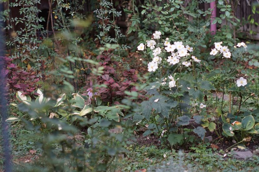  - Septembrie 2019- septembrie 2020