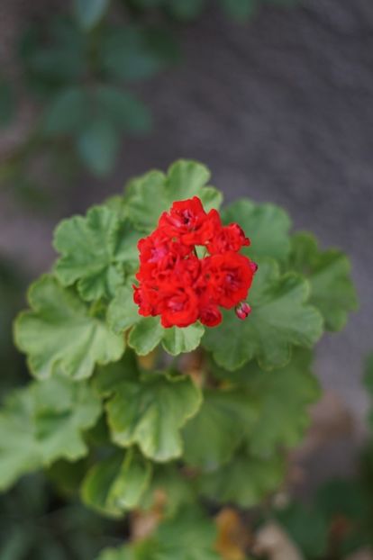  - Septembrie 2019- septembrie 2020