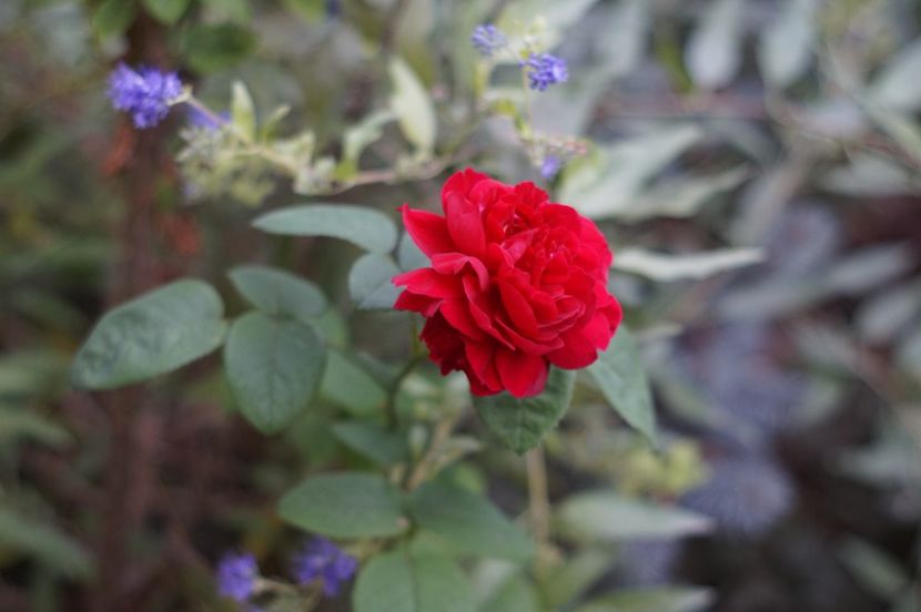  - Septembrie 2019- septembrie 2020