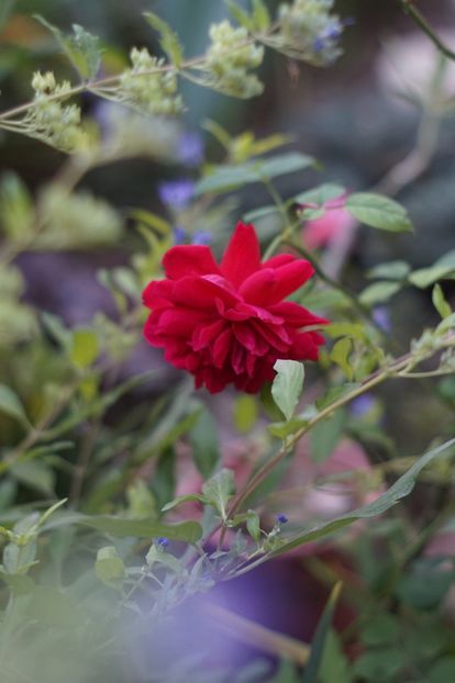  - Septembrie 2019- septembrie 2020