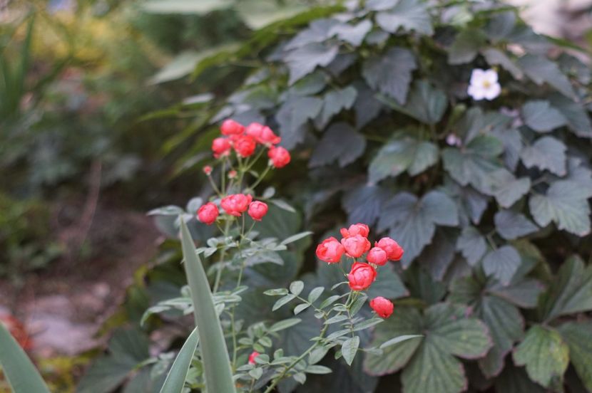  - Septembrie 2019- septembrie 2020