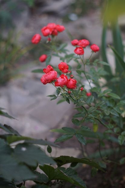  - Septembrie 2019- septembrie 2020