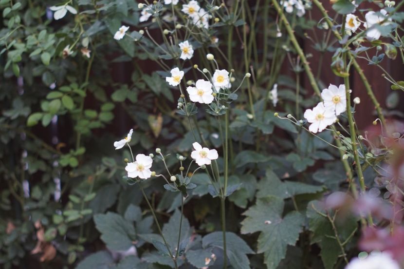  - Septembrie 2019- septembrie 2020