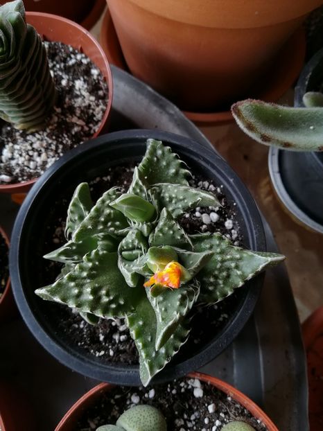 Faucaria tigrina - 2019