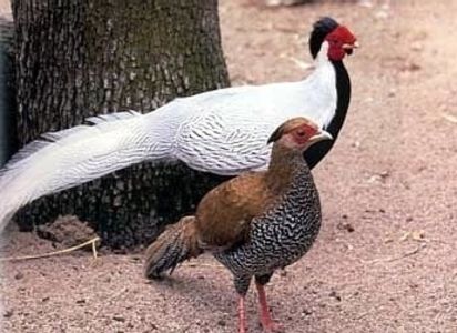 Fazan Argintiu - Vor urma  Acestea