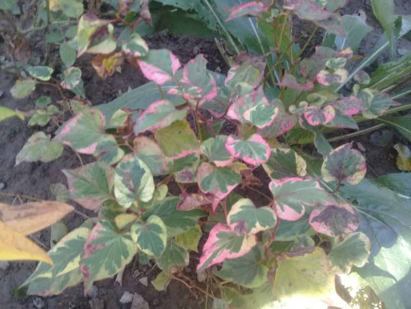 20191001_102639(0) - Alte flori