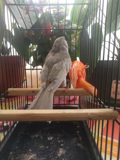  - 00 Canari de culoare