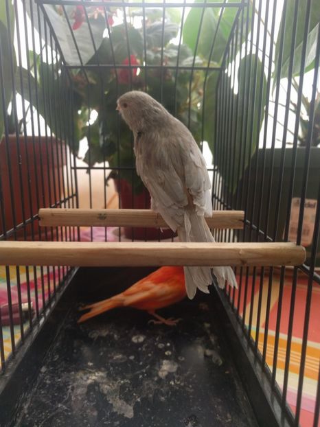  - 00 Canari de culoare