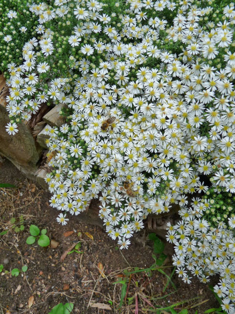  - 2019 - 03 - Toamna