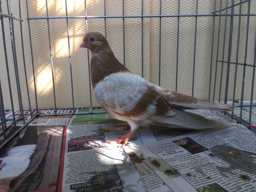 35FB3784-059A-48D4-94B5-4E368BBA7C53 - gagii si topiti si bragagii