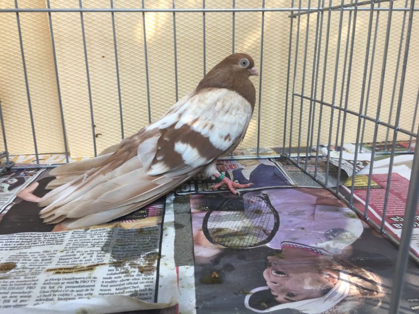 36E5DDEA-E53A-40B5-B460-2BBC0AF012EC - gagii si topiti si bragagii