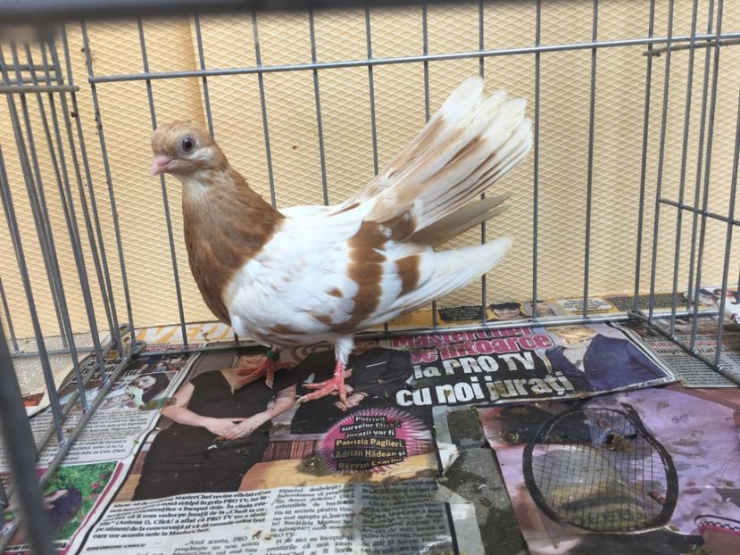 F8CA8D0F-C2A8-43A0-9668-55A8D793815F - gagii si topiti si bragagii