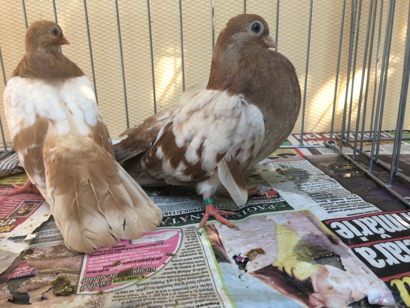 57DC7D8C-E9A9-45FC-BEE7-65DB2C6E8D2A - gagii si topiti si bragagii