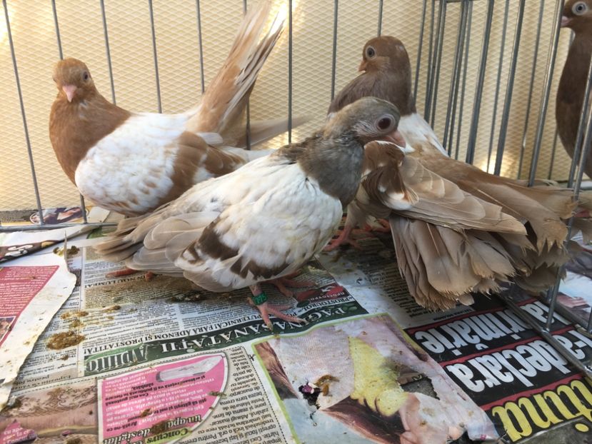 302C245B-97EB-4E76-B5F7-2C4053172E7E - gagii si topiti si bragagii