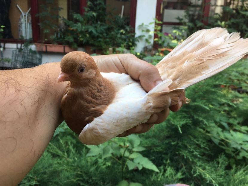 6DC8D80E-8946-43D0-B6A5-4AE6C569F8B6 - gagii si topiti si bragagii