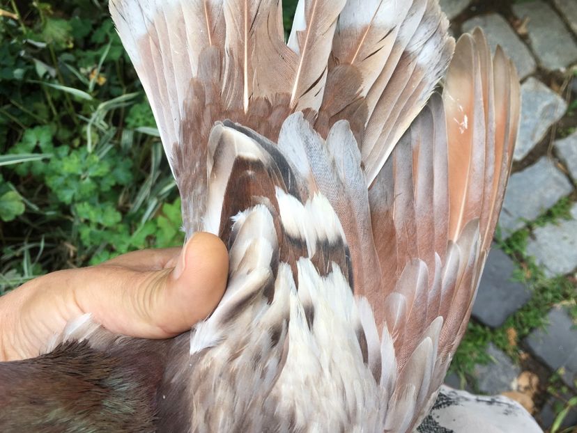 564E2B45-BFF3-4414-8592-4B6CF50DFD65 - gagii si topiti si bragagii