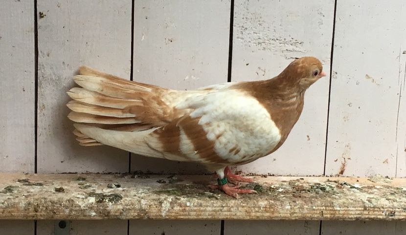 9869CC3D-EAA8-47DC-B9AB-738D1AF83AF2 - gagii si topiti si bragagii