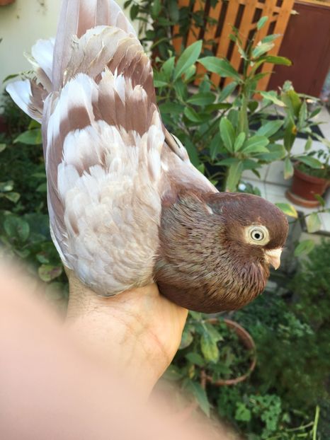 1B9C8D65-E43D-4125-A1FE-6F67D9A7B636 - gagii si topiti si bragagii