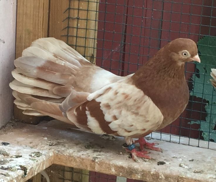 18A5AFD6-F9EB-481A-BC6E-06DD4EEF8744 - gagii si topiti si bragagii