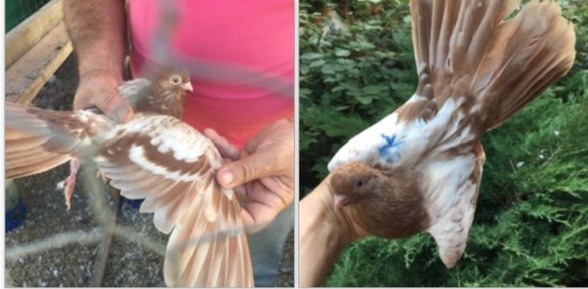 364B5B64-6DF7-4F8A-8381-0D753982361F - gagii si topiti si bragagii