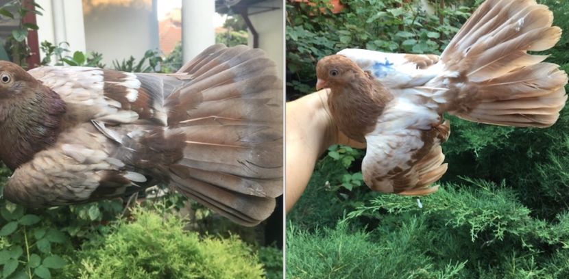 318D7846-D948-4727-A4B9-D4B007BAF45E - gagii si topiti si bragagii