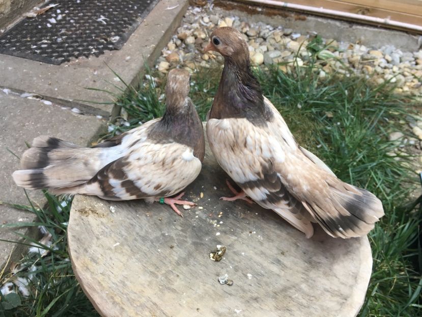 51E74535-5E3A-408D-B91A-3573DFB50361 - gagii si topiti si bragagii