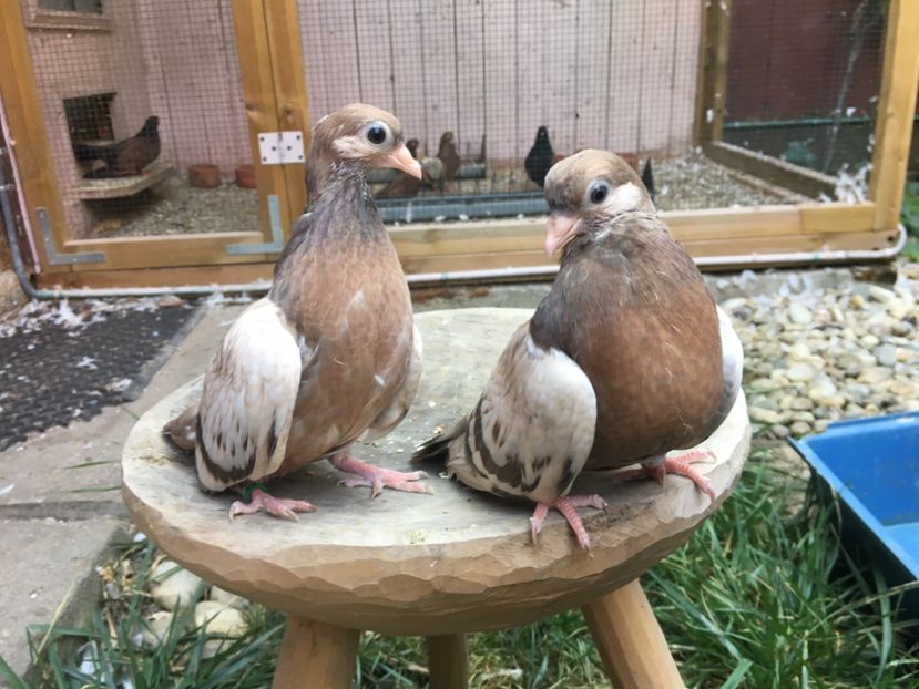 13D23048-27A5-4AD1-A66B-FDF5D8A8129C - gagii si topiti si bragagii