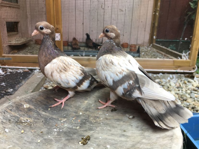 A0A97EDB-2484-4930-A280-4B79EA4367D2 - gagii si topiti si bragagii