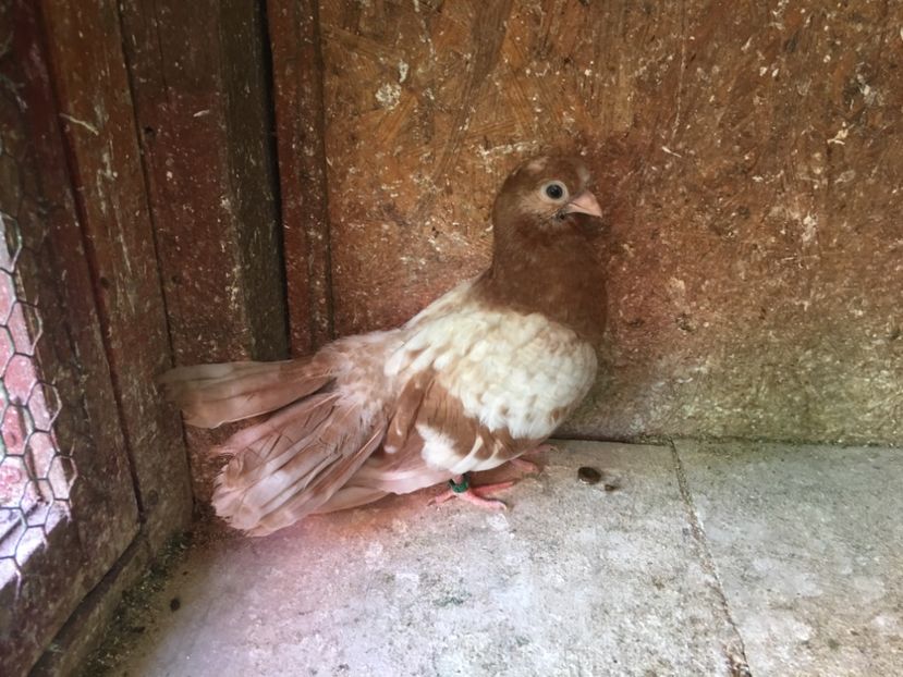 44FC4D5D-4B7B-4162-B6CF-E098CCC5E3DA - gagii si topiti si bragagii