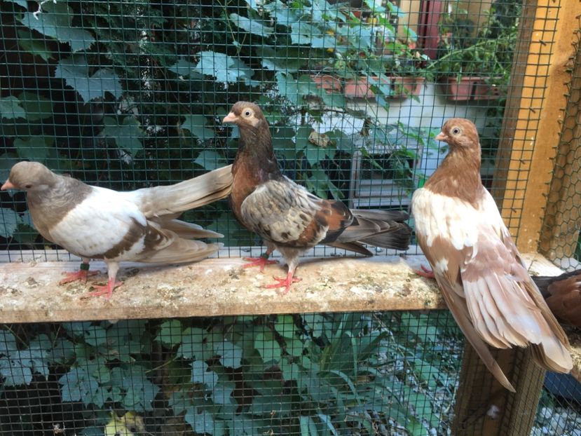 6A5AD568-588E-4C9C-AA80-F06BC05DE0A7 - gagii si topiti si bragagii