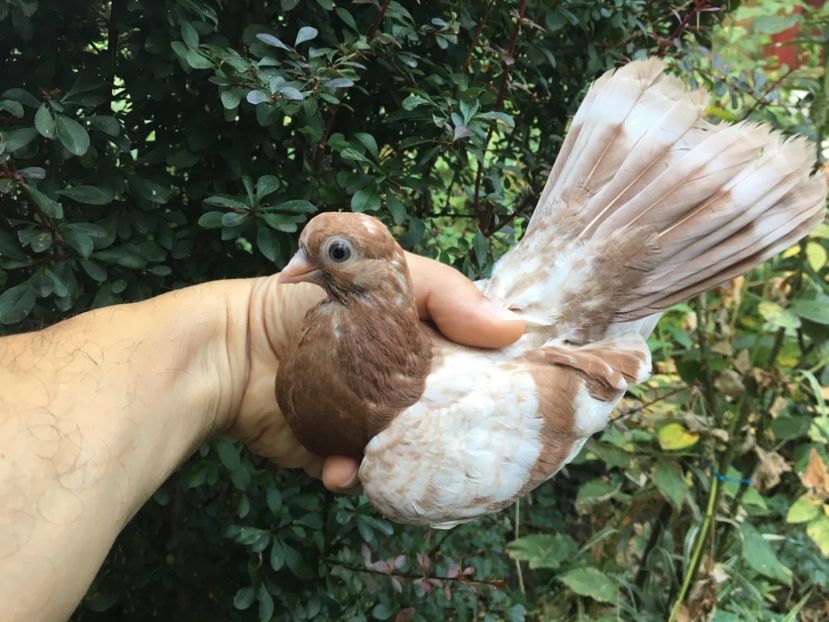 C1DA7E6E-F37F-4B27-BB60-8B07B8AE3F5C - gagii si topiti si bragagii