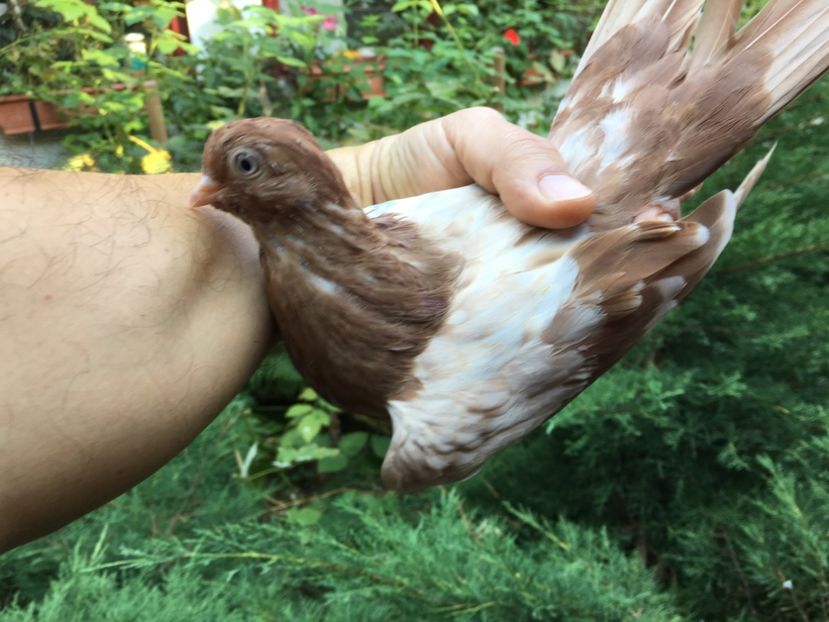 F616FBA0-0EFD-469F-AEA9-1C895B250038 - gagii si topiti si bragagii