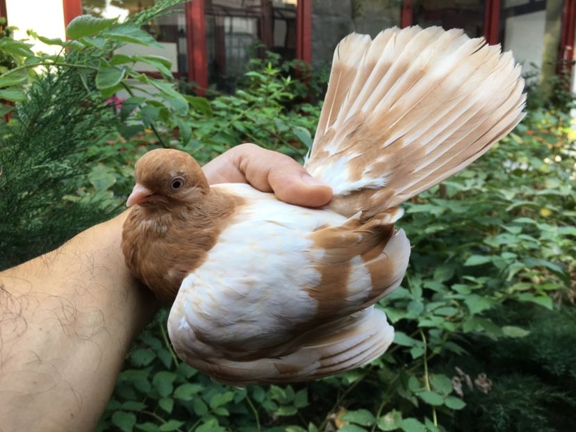 AF2B4871-7B4E-4913-915B-6975748312DE - gagii si topiti si bragagii