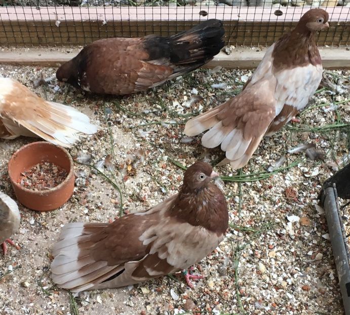 2DE5E533-9E08-45A1-B138-97A5F20B6826 - gagii si topiti si bragagii