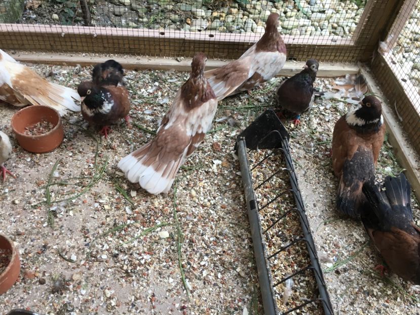 24CB778C-47FA-46CC-9D0D-117D94BFB06B - gagii si topiti si bragagii