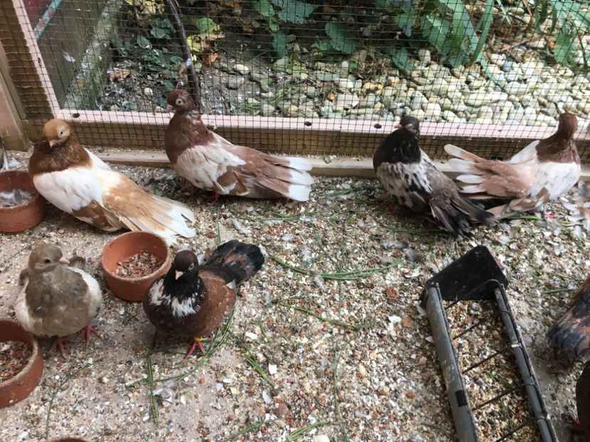 9C362166-3F9C-4358-8632-AE3F0A88DC3C - gagii si topiti si bragagii