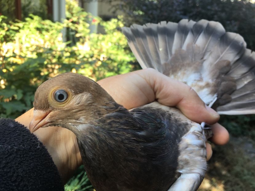 22F3D155-A79C-4E61-ABAF-C32BA8782DA4 - gagii si topiti si bragagii