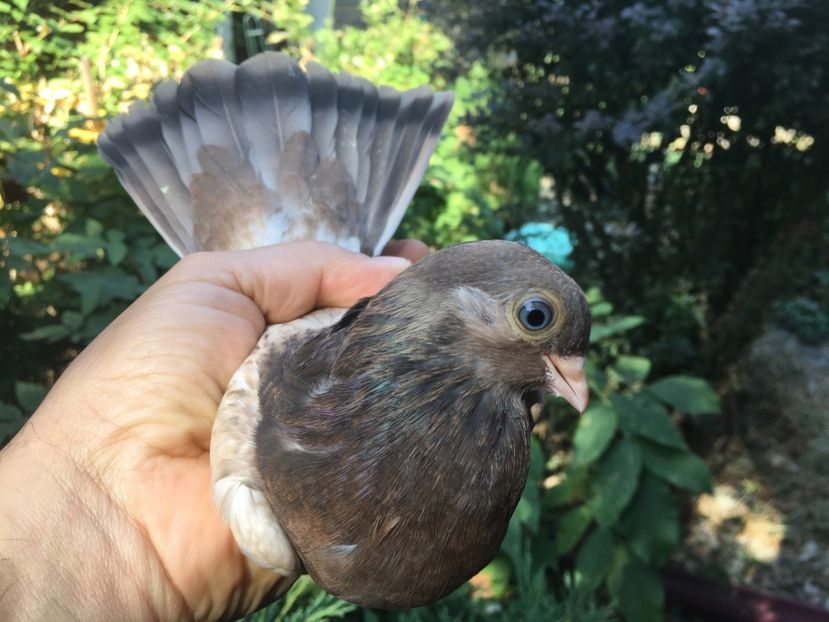 239D391E-F9CC-48D7-B511-76D241654D24 - gagii si topiti si bragagii