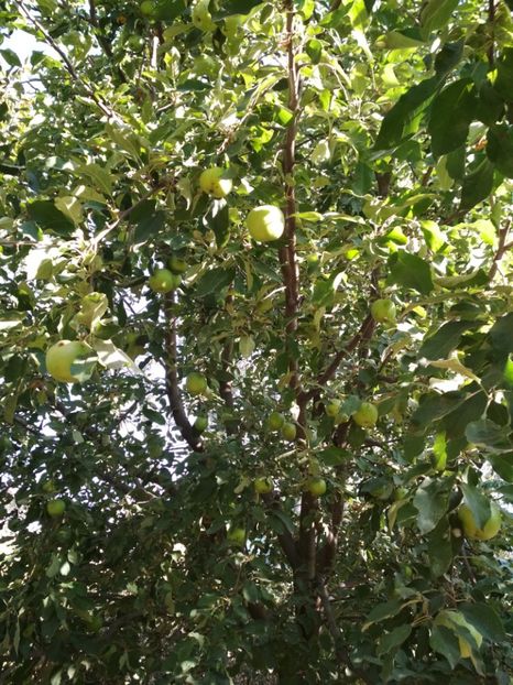 Granny Smith - Meri